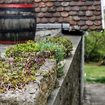 Myrtus Pince Es Vendeghaz Pensiune